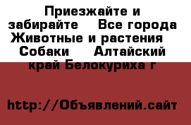 Приезжайте и забирайте. - Все города Животные и растения » Собаки   . Алтайский край,Белокуриха г.